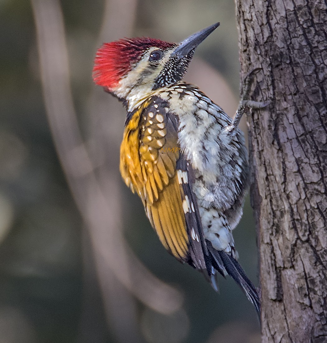 lesser golden-backed woodpecker
